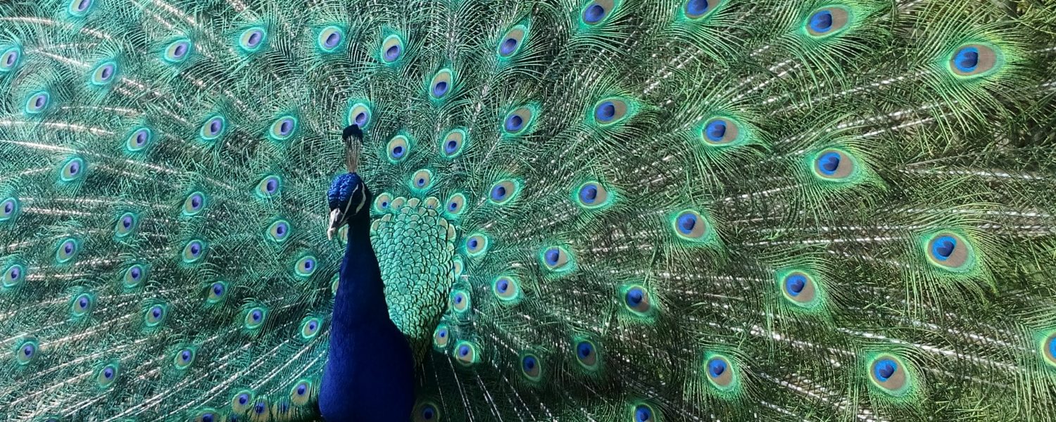 Pavo Interpretation